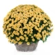 Желтая Artemisia Chrysanthemum 200+ горшок почвенной удобрение