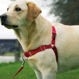 Petsafe bei Roying EasyWalk Explosion -Нарученный для собачьего сундука Golden Craved Shepherd Medium Gorge Dog Truction Tope