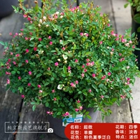 Супер минорный