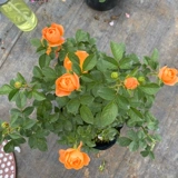 Многосезонный цветущий кустарник, роза, очень крупный цветок, ароматный сок, цветочное растение для балконного сада, роза в горшке, саженцы роз.