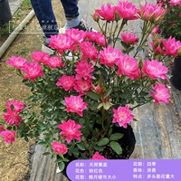 Фанксация Тянх