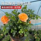 Сок балконная роза саженцы цветов в горшках роза ароматная очень большие цветы с бутонами, цветущими в любое время года с бутонами красный сок