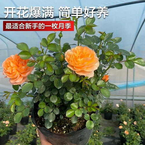 Сок балконная роза саженцы цветов в горшках роза ароматная очень большие цветы с бутонами, цветущими в любое время года с бутонами красный сок