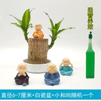 Диаметр бразильского дерева 6-7 см + белая фарфоровая раковина + маленький монах