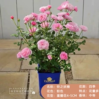 Бинг Чжи Фея