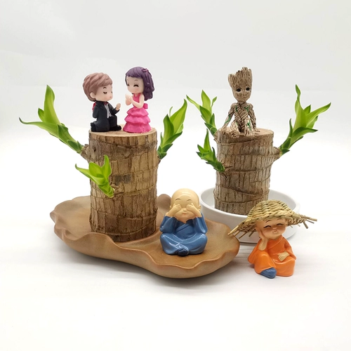 Бразильский деревянный горшок с водой, Мини -Айд -Грут Зеленый завод четыре сезона вечнозеленые древесные деревянную полосу бутона рост гидропонные растения