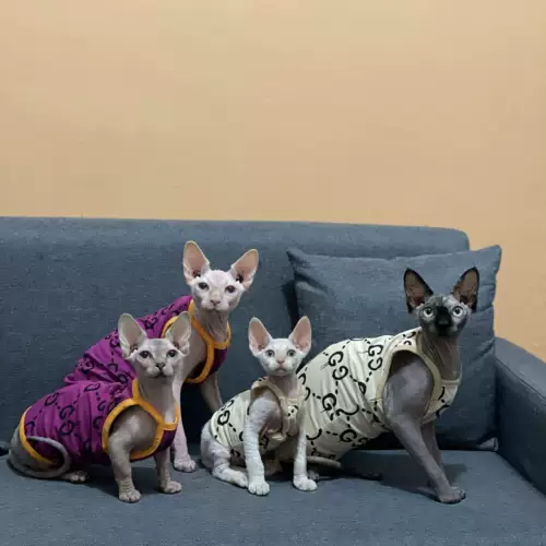 Летняя кошачья одежда для кошачьей одежды