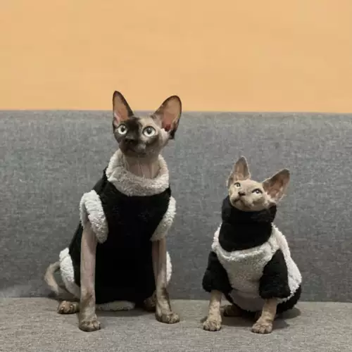 Зимняя одежда для кошачьего кошачья