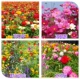 Смешанная сотня+гибридная+смешанная+сочетание дикого цветов [одна тысячи каждого]