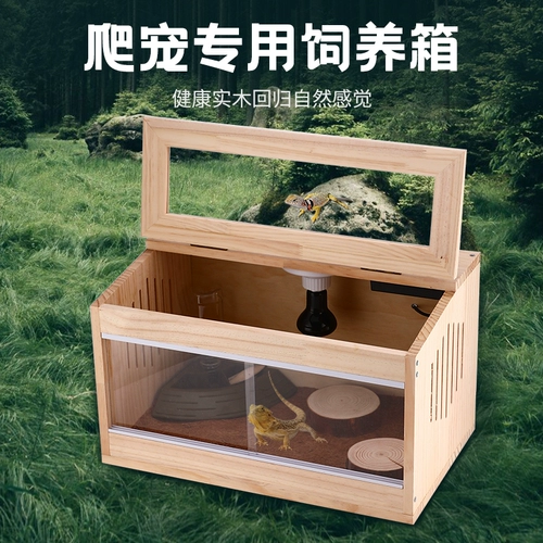 Ящеристая ящерица