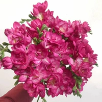 A6 Rose Red Xiangxuelan 5 голов+2 сумки органические удобрения