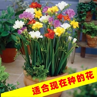 Смешанный Xiangxuelan 20 шаров+8 упаковок органических удобрений [Ян