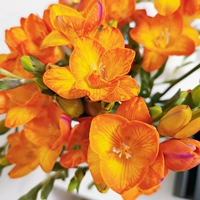 A4 Orange Siangxuelan 5 шаров+2 мешки Органические удобрения
