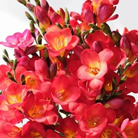 A5 Red Xiangxuelan 5 шаров+2 мешки с органическими удобрениями