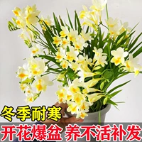 A11 светло -желтый Xiangxuelan 5 голов+2 сумки органические удобрения