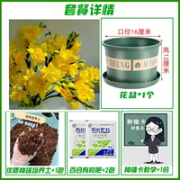 A2 Желтый Xiangxuelan 10+ [горшечная почва мертвая набор