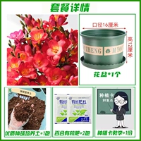 A5 Red Xiangxuellan 10+ [набор удобрений почвы в горшке