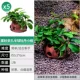 5 Пористого полушария Peony Xiaolong 5