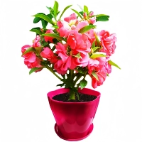 100 бессмертных цветов [купить 2 получить 1 получить 1]