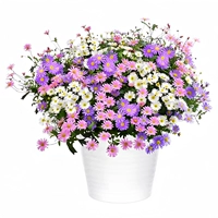 200 штук пятицветной хризантемы [купить 2 получить 1 бесплатно]