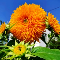 Тедди -мишки подсолнечники 30 таблетки [купить 2 получить 1 бесплатно]