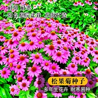 100 таблеток Echinaceae [купить 2 получить 1 бесплатно]