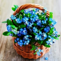 100 таблеток забыть-меня-не [купить 2 получить 1 бесплатно]