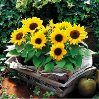 30 капсул подсолнечника [купить 2 получить 1 бесплатно]