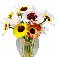 100 Chrysanthemums [купить 2 получить 1 бесплатно]
