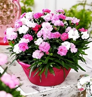 200 гвоздик [купить 2 получить 1 бесплатно]