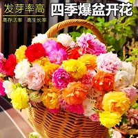 500 двойной лепесток подсолнух [купить 2 получить 1 бесплатно]