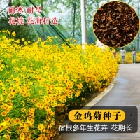 100 штук Coreopsis [купить 2 получить 1 бесплатно]