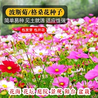 Персидская хризантема (цветок Gesang) Смешанный цвет [полфунта]