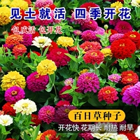 100 кубиков Zinnia [купить 2 получить 1 бесплатно]