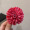 复古红蒲公英花朵发夹-1个2复古红蒲公英花朵发夹-1个