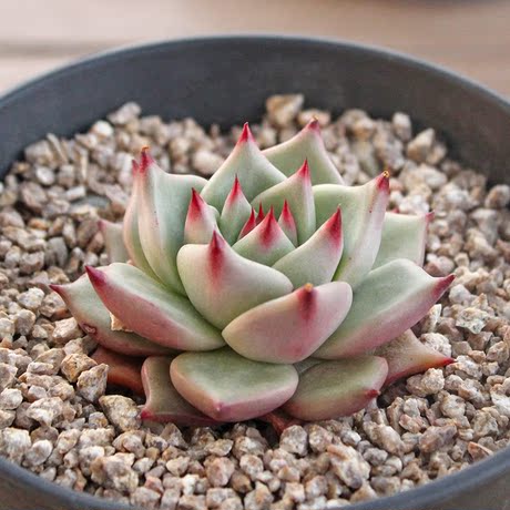 筱美园艺 进口多肉植物 天狼星 朱丽叶 爱萌多肉 包邮