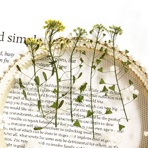 Дикий цветок Buckwater Натурально давление цветов. Образец цветочного образца сбросить клей мобильный телефон оболочка фазовая рама маникулярные лепестки макияж украшение сухой цветочный мешок