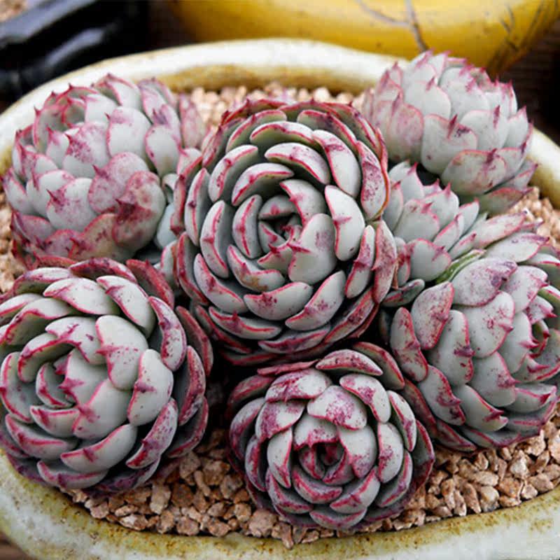 紫梦园艺韩国进口多肉植物恩西诺群生老桩多肉植物一物一拍