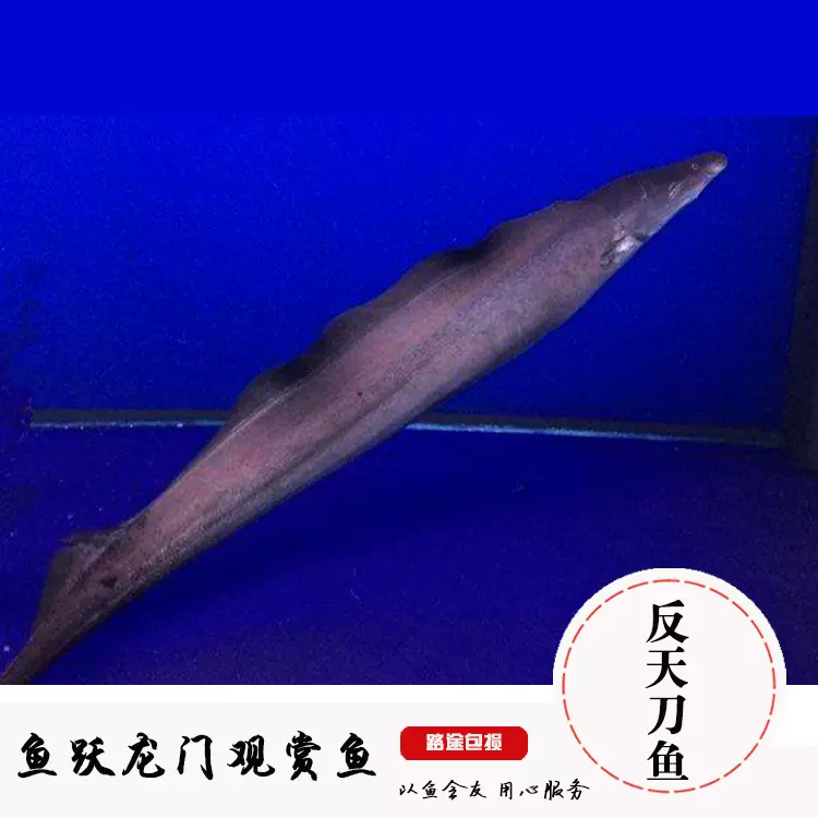 古代蝴蝶魚小型魚觀賞淡水魚熱帶魚上層活體水族魚古代蝴蝶魚活體 Taobao