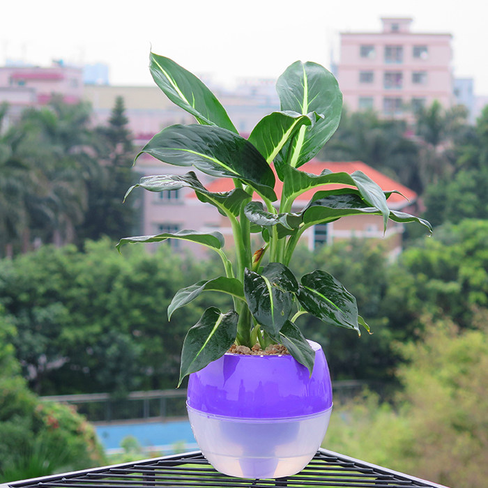 粉黛万年青绿植盆栽花卉懒人办公室绿色桌面四季常青水培植物盆景