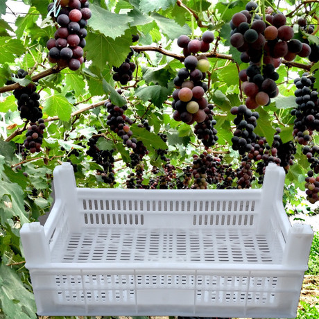 爱逛街为您找到葡萄筐相关的宝贝,您可以在下面的板块中挑选喜欢的