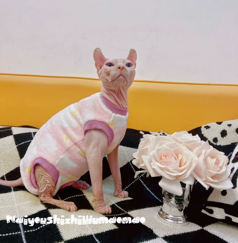 Крем - безволочная кошка, сфинкс немецкая домашняя кошка зимой четыре фута бархат, чтобы согреть теленку без доставки