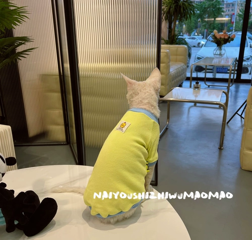 Крем - безволосочный раковина, осень -новая собака для домашних животных и одежда для кошек Бесплатная доставка