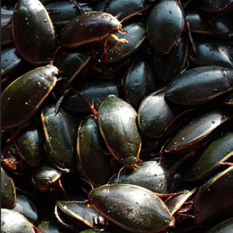 速冻大金边龙虱 食用昆虫 烧烤 水鳖 泡酒 美食小吃 水龟子吃货