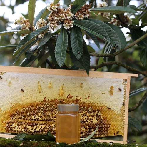 [Huangshan Loquat Earth Honey 500G] [Чистый натуральный китайский медовый медовый медовый мед] [кристаллический деликатный]