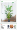 1.8米散尾葵送方盆☘环保材质