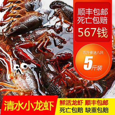 5 фунтов 567 юаней Хубэй Цяньцзян раки свежие водные продукты Хунху чистая вода рисовые полевые креветки зеленые красные панцири живые креветки Сан-Франциско