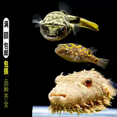 古代蝴蝶鱼飞蝶鱼龙鱼大型热带鱼淡水缸小型上层鱼进口稀有鱼活体 Taobao