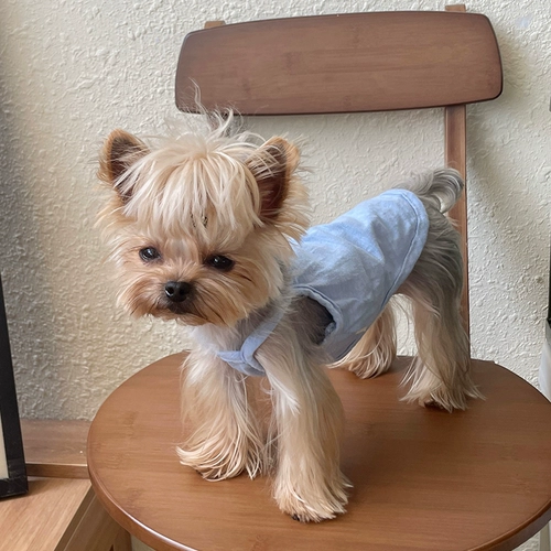 Маленькая сладкая каша модель Pure Color Cool Pet Одежда Йорк Шарт Сагис Собаки и кошки