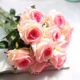 Volta Rose